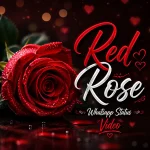 Red Rose Whatsapp Status Video